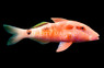Long-barbelred mullet :: 65579