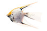 Star Burst Angelfish :: 23533