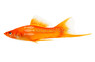 Hifin Red Swordtail :: 82948