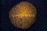 Plate Orange Dome :: 20435