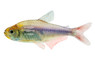 Red-Blue Peru Tetra :: 25129