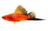 Red Wag Cauliflower Swordtail :: 25114