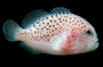 Gumdrop * Venomous * :: 18523