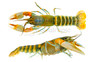 Papua White Tip Orange Lobster :: 89554