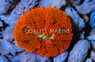 Super Red Mini-Carpet Anemone :: 50065