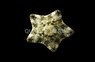 Anthenea Pentagon Sea Star :: 27998