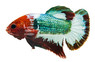 Plakat Red Copper, Male :: 36584