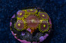 Zoa, Sunbeam Shuriken :: 74392