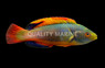 Scott's Velvet Wrasse, Male :: 11609