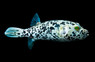 Dogface, Dalmatian :: 40935