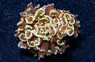 Wall Hammer Gold Tip :: 10362
