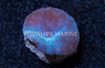 Mushroom Blue / Green / Violet (Single Polyp) :: 46785