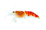 Golden Dragon Calico Bee Shrimp :: 86188