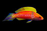 Pink-Banded Fairy Wrasse, Male :: 61084