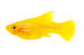 Hifin Yellow 'Banana' Platy :: 48587