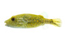 Abe's Pufferfish :: 20430