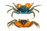 Red Glove Crab :: 95008
