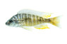 Yellow Fin Mloto :: 33187