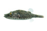 Arrowhead Pufferfish :: 74811