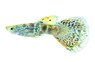 Green Tiger Guppy, Male :: 42789