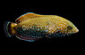 Black & Yellow Tail Tamarin Wrasse :: 33725
