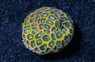 Leptastrea, Frozen :: 27348