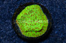 Monti, Cousin Eddie's Toxic :: 22790