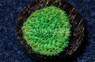 Monti, Cap Spearmint :: 75036