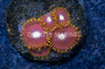 Zoa, Crown Royal :: 12987