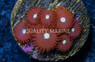 Zoa, Tictac :: 19089