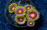 Zoa, Blowpop :: 87886