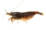 Black Rose Shrimp :: 82219