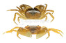 Marble Batik Crab :: 43364