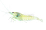 Blue Bolt Shrimp :: 46625