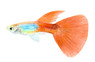 Silverado Red Tail Guppy, Male :: 95695