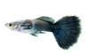 Blue Diamond Guppy, Male :: 33125