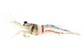 Sulawesi Harlequin Shrimp :: 75537