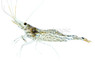 White Orchid Bee Shrimp :: 82572