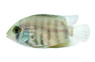 Severum Green :: 27150