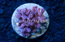 Flower Pot Purple Short Polyp :: 31092