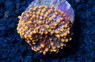 Yuma Neon Orange (Single polyp) :: 55673