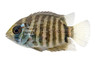Severum Turquoise Blue :: 25613