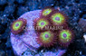 Zoa, Mean Green :: 34623