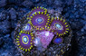 Zoa, Blue Hornet :: 85849