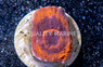 Brain Flat Australomussa Orange & Black :: 14665