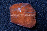 Brain Flat Australomussa Red & Blue :: 45150