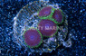 Zoa, Purple Heart :: 31845