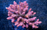 Acropora Colored :: 39613