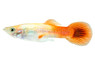 Golden Head, Male :: 14049