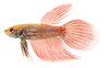 Alien Red Fin & Tai, Male :: 51862